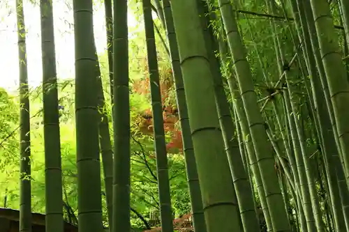 報国寺(神奈川県)