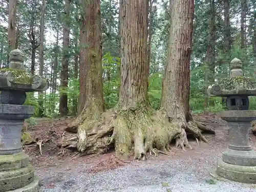 北口本宮冨士浅間神社の自然