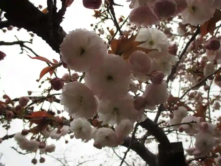 引接寺(千本ゑんま堂)の自然