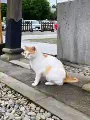 今市報徳二宮神社の動物