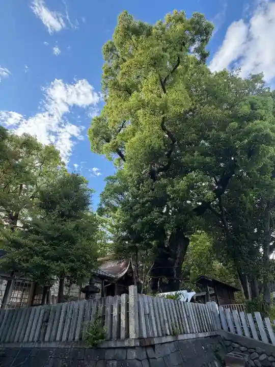 七所神社の{uncategorized: "未分類", other: "その他", undefined: "問題あり", building: "その他建物", grave: "お墓", sacred_gate: "鳥居", guardian: "狛犬", statue: "像", buddha: "仏像", history: "歴史", nature: "自然", garden: "庭園", animal: "動物", pagoda: "塔", temizu: "手水舎", mountain_gate: "山門・神門", sanctuary: "本殿・本堂", subordinate: "末社・摂社", art: "芸術", scenery: "景色", jizo: "地蔵", ema: "絵馬", goshuin: "御朱印", omikuji: "おみくじ", items: "授与品その他", amulet: "お守り", goshuincho: "御朱印帳", eats: "食事", festival: "お祭り", votive_dance: "神楽", shichigosan: "七五三参", wedding: "結婚式", experience: "体験その他", initially: "初詣", around: "周辺", anti_infection: "感染症対策"}