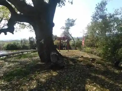 犬丸天満宮の自然