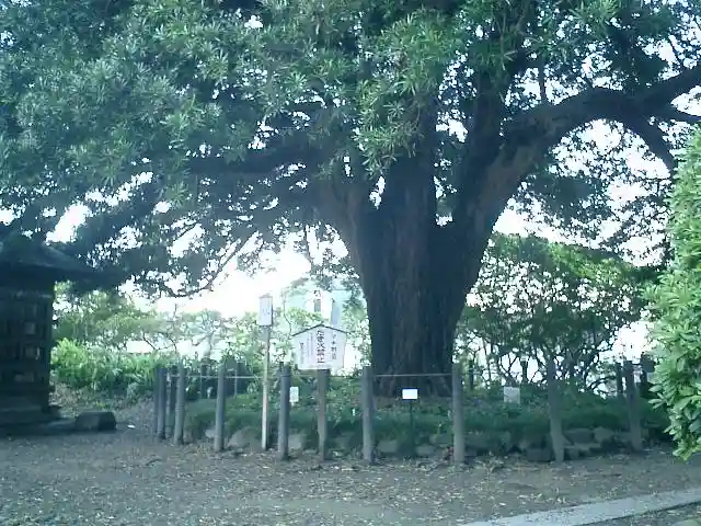 安養院 (田代寺)の自然
