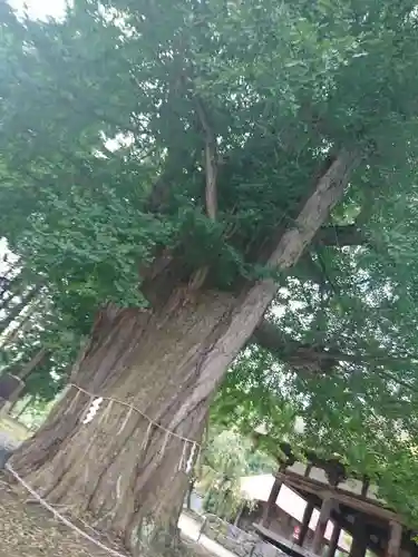 新宮熊野神社の自然