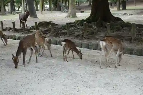 春日大社の動物