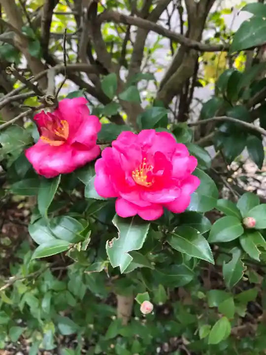 總社 和田八幡宮の自然