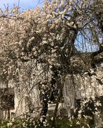 梅園神社の自然