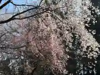 大宮温泉神社の自然