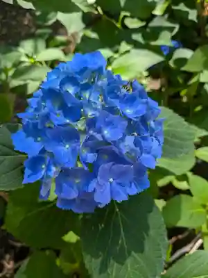 琴似神社(北海道)