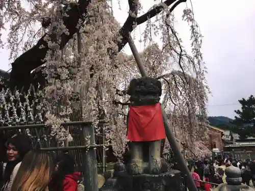 氷室神社の狛犬