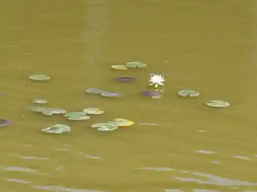 丹生都比売神社の自然