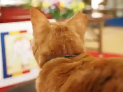 天王山 安楽寺(福井県)