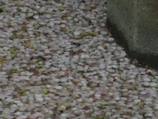 鶴岡八幡宮(神奈川県)