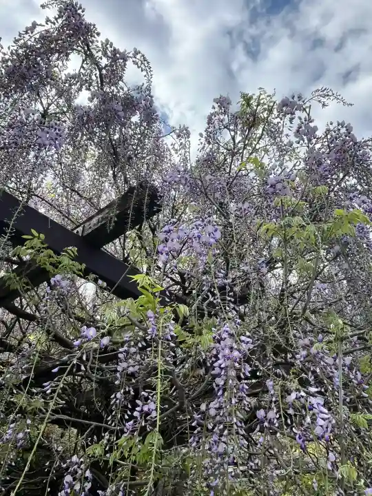 子安地蔵寺の{uncategorized: "未分類", other: "その他", undefined: "問題あり", building: "その他建物", grave: "お墓", sacred_gate: "鳥居", guardian: "狛犬", statue: "像", buddha: "仏像", history: "歴史", nature: "自然", garden: "庭園", animal: "動物", pagoda: "塔", temizu: "手水舎", mountain_gate: "山門・神門", sanctuary: "本殿・本堂", subordinate: "末社・摂社", art: "芸術", scenery: "景色", jizo: "地蔵", ema: "絵馬", goshuin: "御朱印", omikuji: "おみくじ", items: "授与品その他", amulet: "お守り", goshuincho: "御朱印帳", eats: "食事", festival: "お祭り", votive_dance: "神楽", shichigosan: "七五三参", wedding: "結婚式", experience: "体験その他", initially: "初詣", around: "周辺", anti_infection: "感染症対策"}
