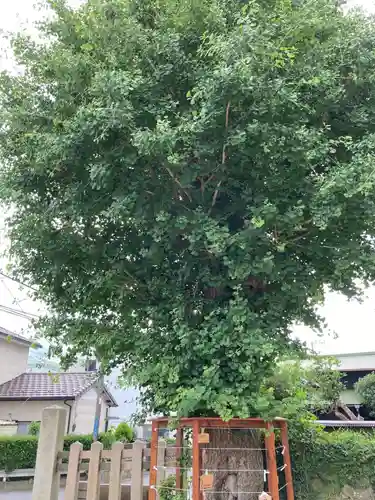叶神社（東叶神社）の自然