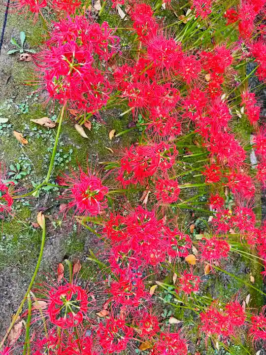 横浜 西方寺(神奈川県)