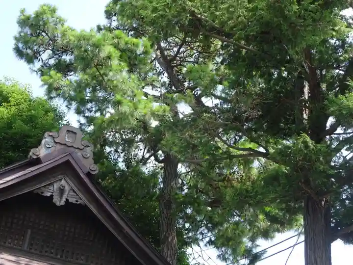 高円寺天祖神社の自然