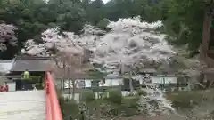 室生寺の自然