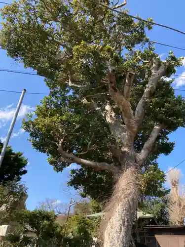 八雲神社（鎌倉・西御門）の自然