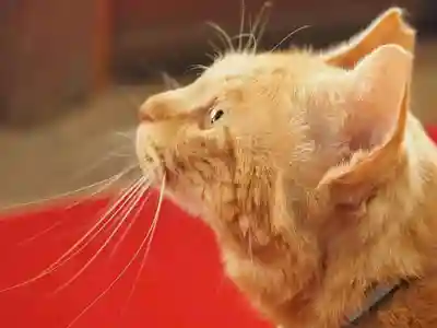 天王山 安楽寺(福井県)