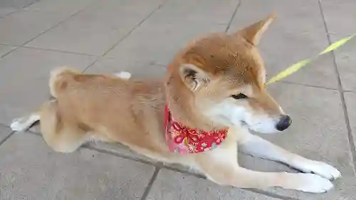 高山神社の動物