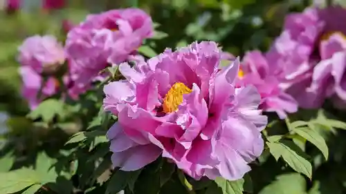 金蛇水神社(宮城県)