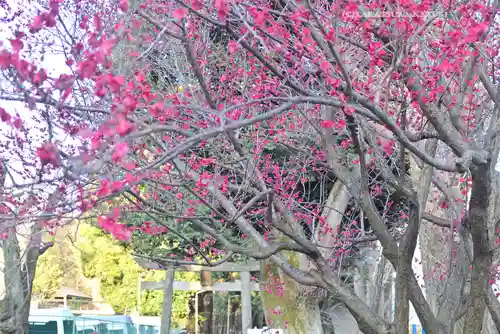 渋谷氷川神社(東京都)