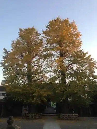 長念寺の山門