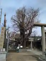 飛木稲荷神社の自然