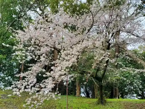 西岡神宮の自然