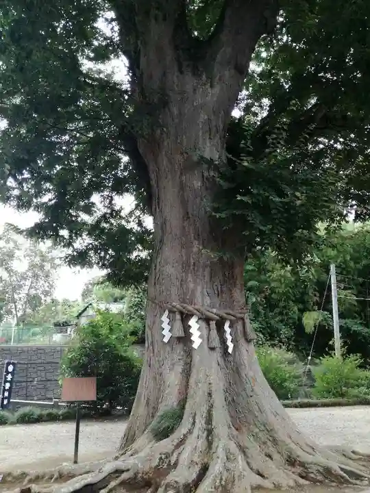 素鵞神社の自然