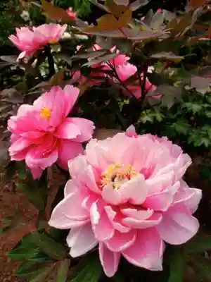 禅定院(東京都)