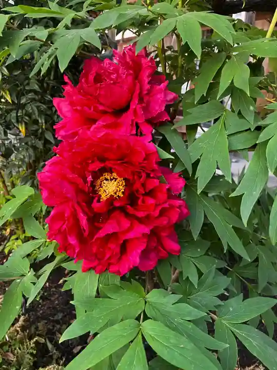 真言宗 善通寺派 薬王寺の{uncategorized: "未分類", other: "その他", undefined: "問題あり", building: "その他建物", grave: "お墓", sacred_gate: "鳥居", guardian: "狛犬", statue: "像", buddha: "仏像", history: "歴史", nature: "自然", garden: "庭園", animal: "動物", pagoda: "塔", temizu: "手水舎", mountain_gate: "山門・神門", sanctuary: "本殿・本堂", subordinate: "末社・摂社", art: "芸術", scenery: "景色", jizo: "地蔵", ema: "絵馬", goshuin: "御朱印", omikuji: "おみくじ", items: "授与品その他", amulet: "お守り", goshuincho: "御朱印帳", eats: "食事", festival: "お祭り", votive_dance: "神楽", shichigosan: "七五三参", wedding: "結婚式", experience: "体験その他", initially: "初詣", around: "周辺", anti_infection: "感染症対策"}