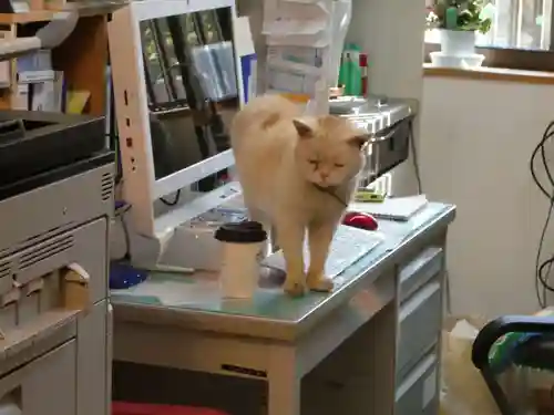 御誕生寺（猫寺）(福井県)