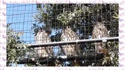 柏諏訪神社(千葉県)
