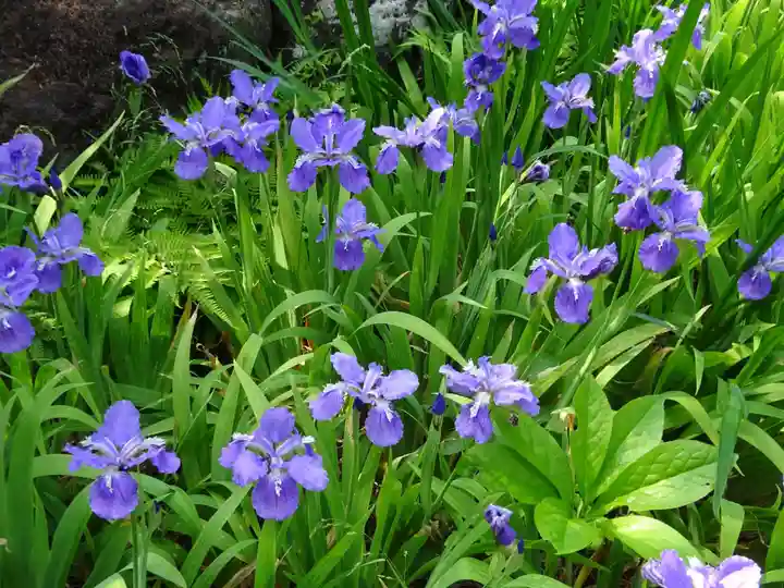 横浜 西方寺の自然