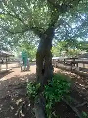 氷川神社(埼玉県)