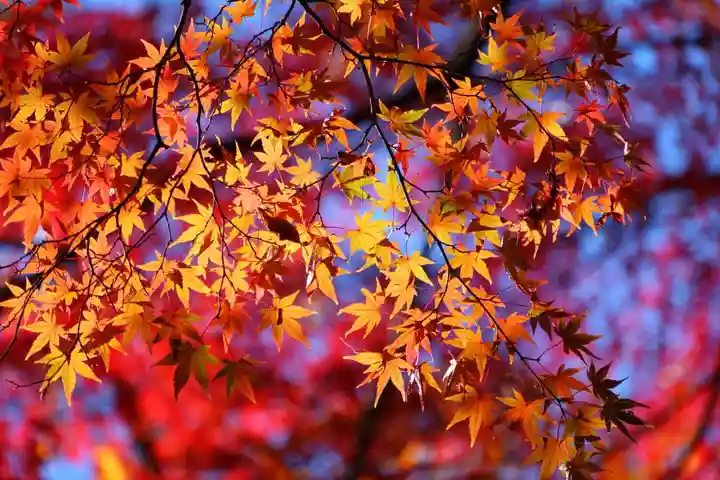 日吉神社の自然