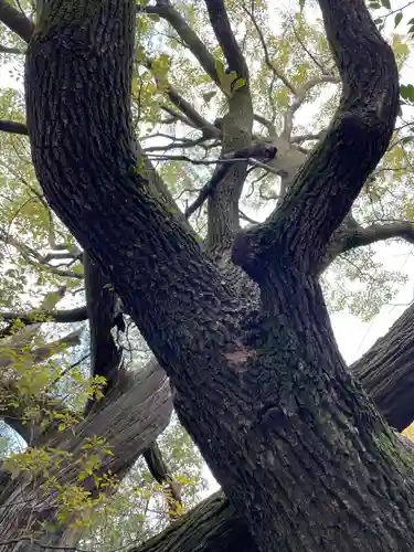 若一神社の自然