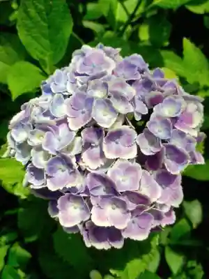 本郷氷川神社(東京都)