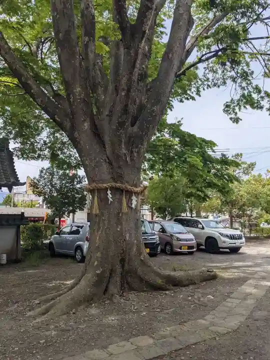松本神社の自然