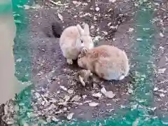 太子堂八幡神社の動物