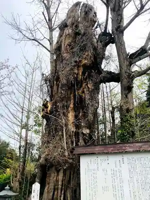 諏訪神社の自然