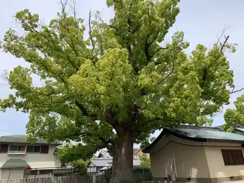 金岡神社の自然