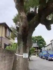 薬師山 林昌寺の自然