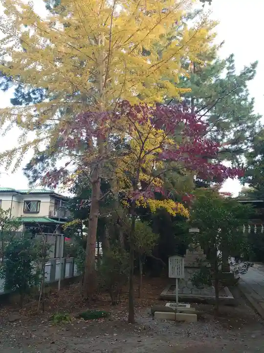 春日部八幡神社の自然