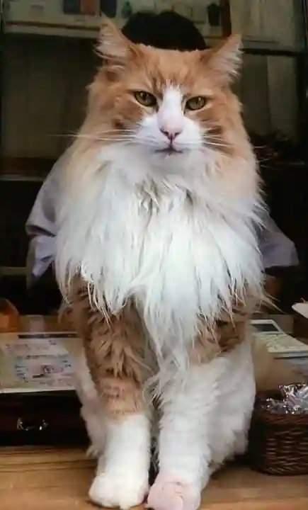 駒込妙義神社(東京都)