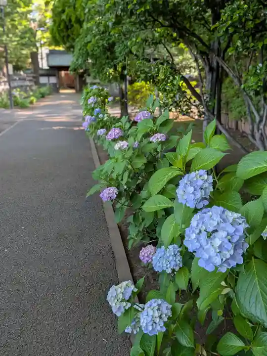 妙法寺(東京都)