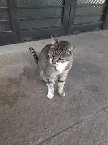 白金氷川神社の御朱印