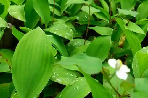 吉野水分神社の自然